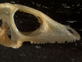 Media type: image;   Herpetology R-132057
